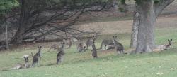 Grey kangaroos on the Edrom Lodge lawn
